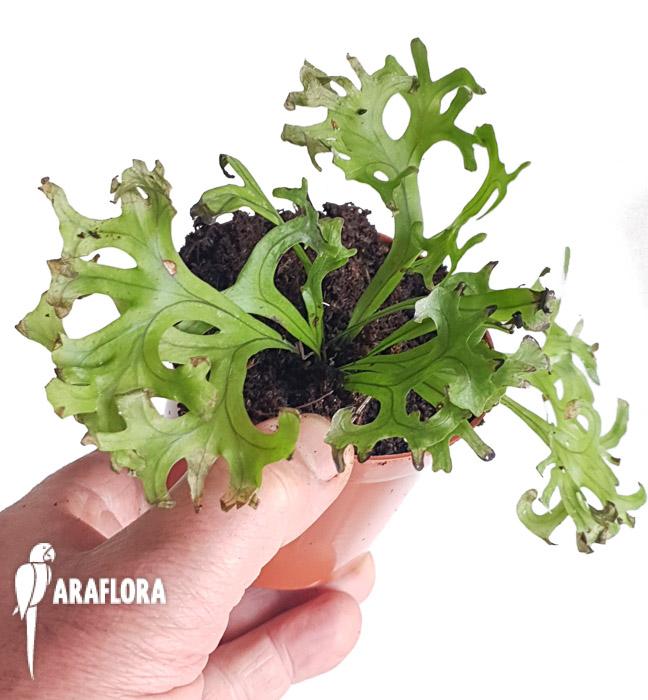 Asplenium multi import4