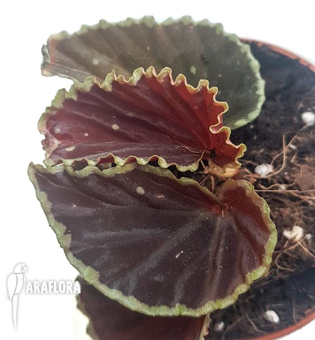 Begonia darthvaderiana XL6