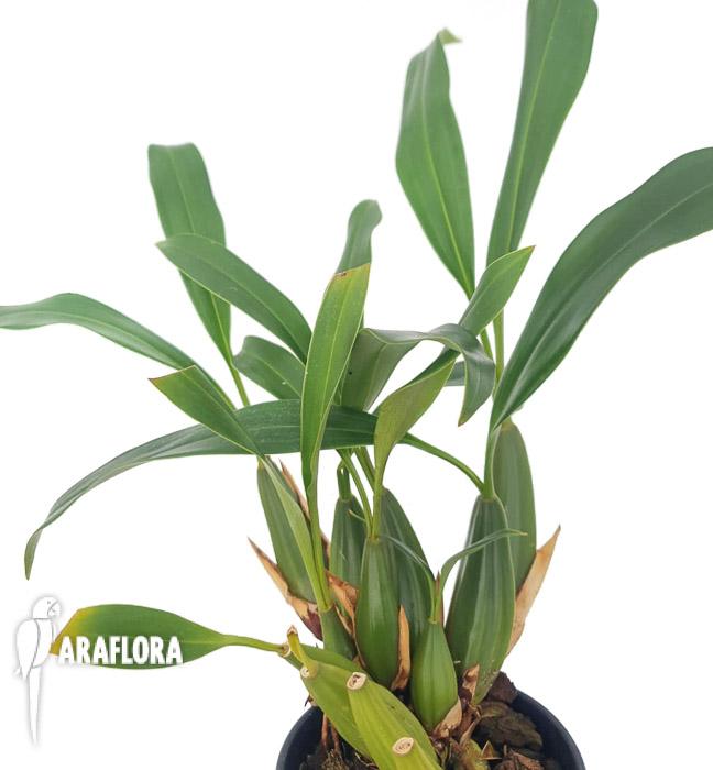 Coelogyne graminifolia6