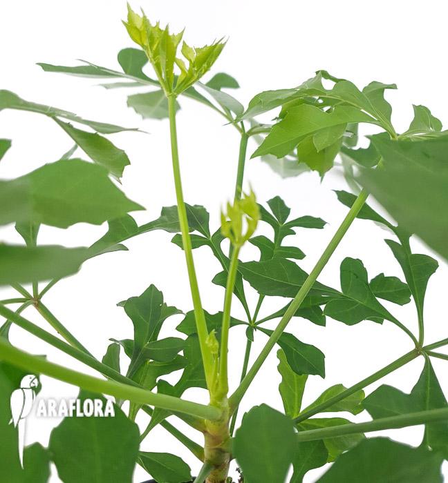 Cussonia spicata (cabbage tree)4