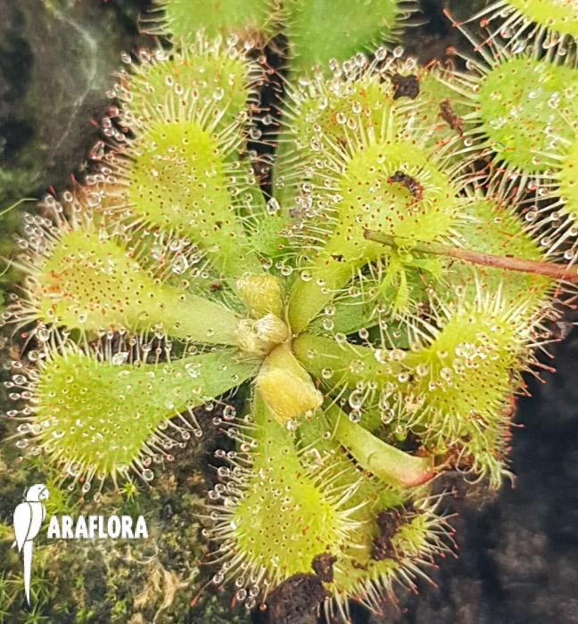 Drosera cuneifolia