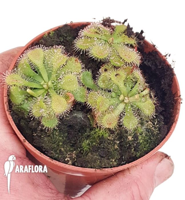Drosera cuneifolia2