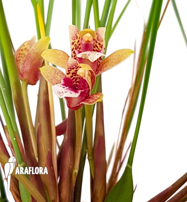 Maxillaria atrosanguinea