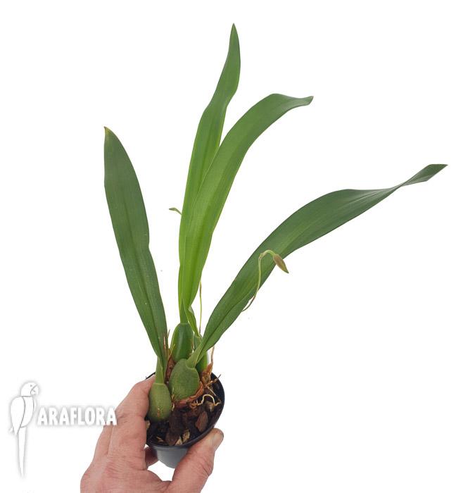 Mormolyca ringens2