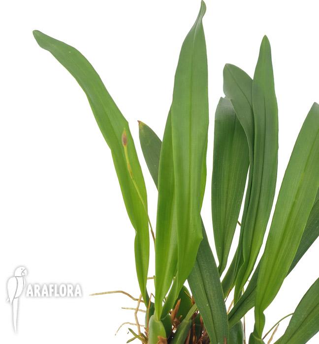 Mormolyca ringens4