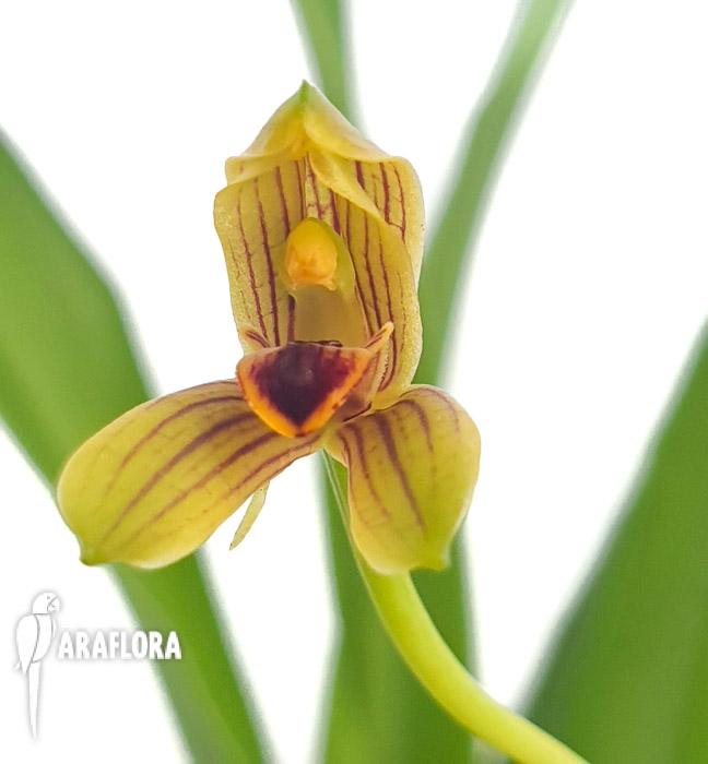 Myrmolyca ringensflower4