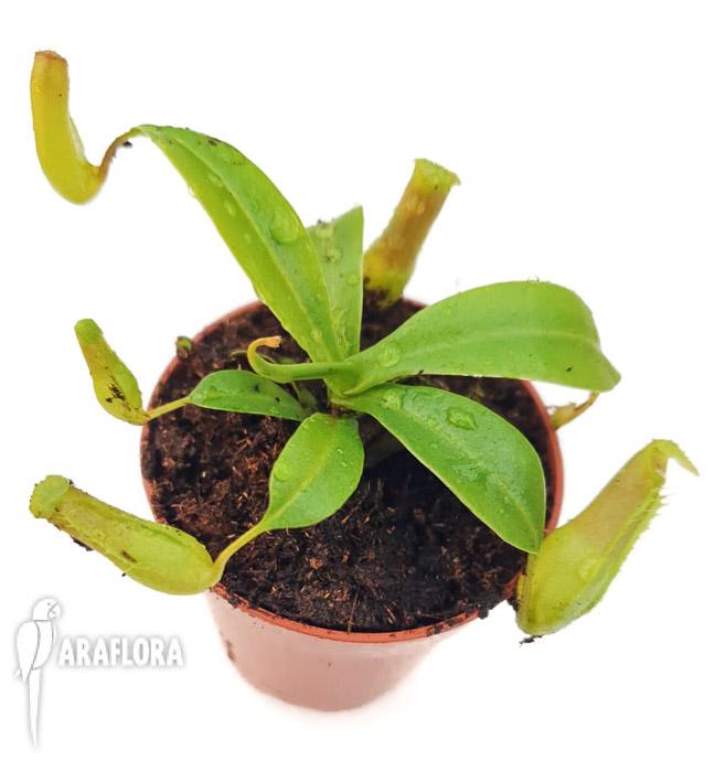 Nepenthes ventricosa ‘Starter’5