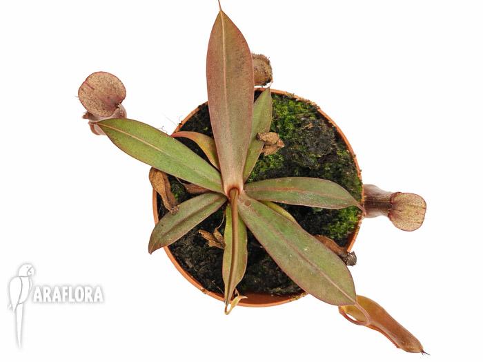 Nepenthes x ‘Rebecca Soper’ ‘M’