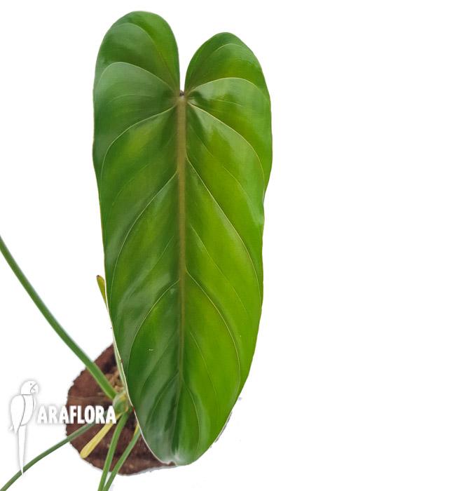 Philodendron dolichogynium