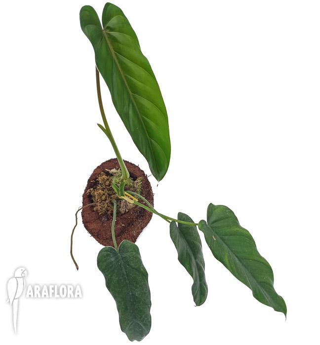 Philodendron dolichogynium