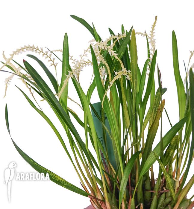 Dendrochilum microchilum