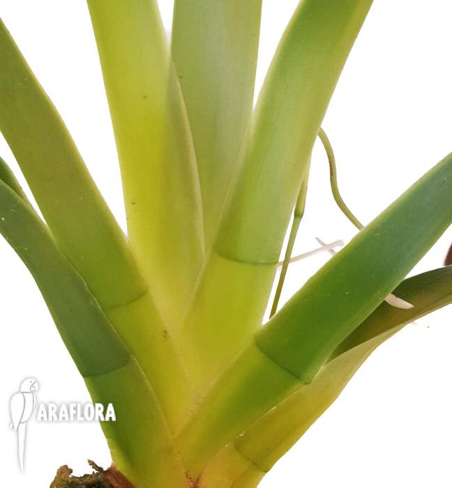 Jumellea arachnantha