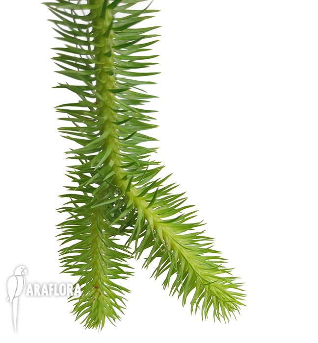 Lycopodium squarosum