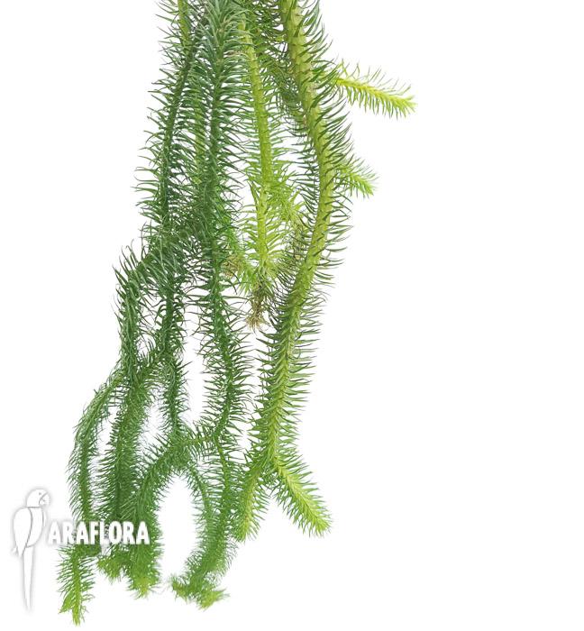 Lycopodium squarosum