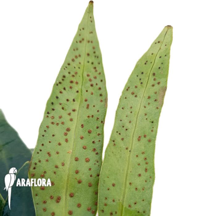 Microsorum siamensis ‘Starter’