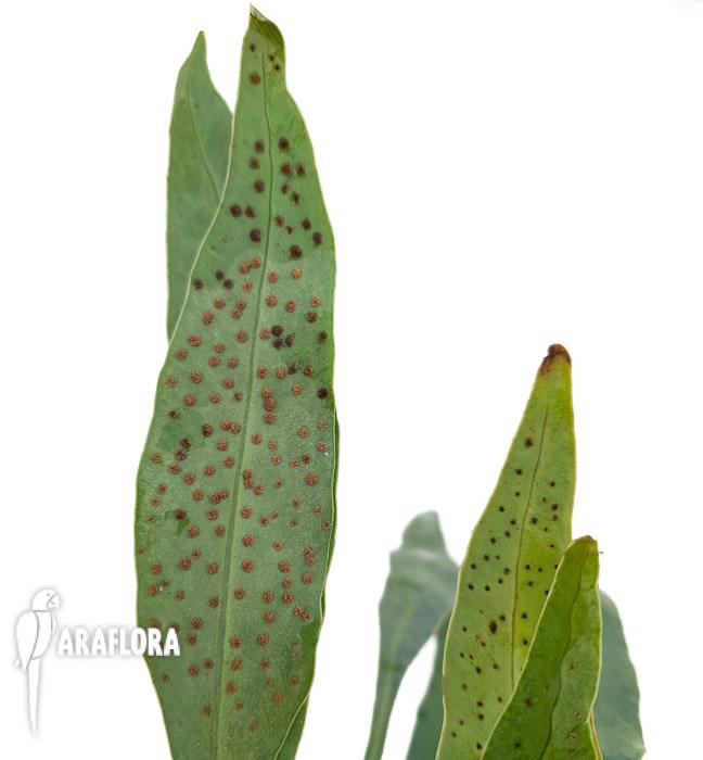 Microsorum siamensis ‘M’