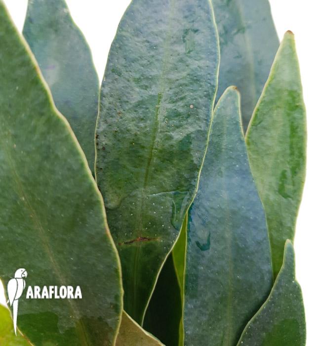 Microsorum siamensis ‘M’