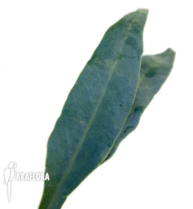 Microsorum siamensis ‘Starter’