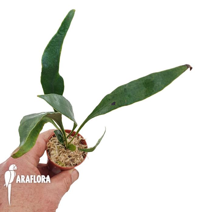 Microsorum siamensis ‘Starter’