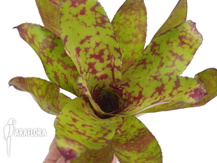 Neoregelia ‘winnie the pooh’