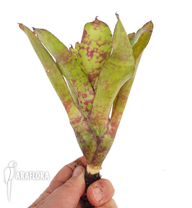 Neoregelia ‘winnie the pooh’