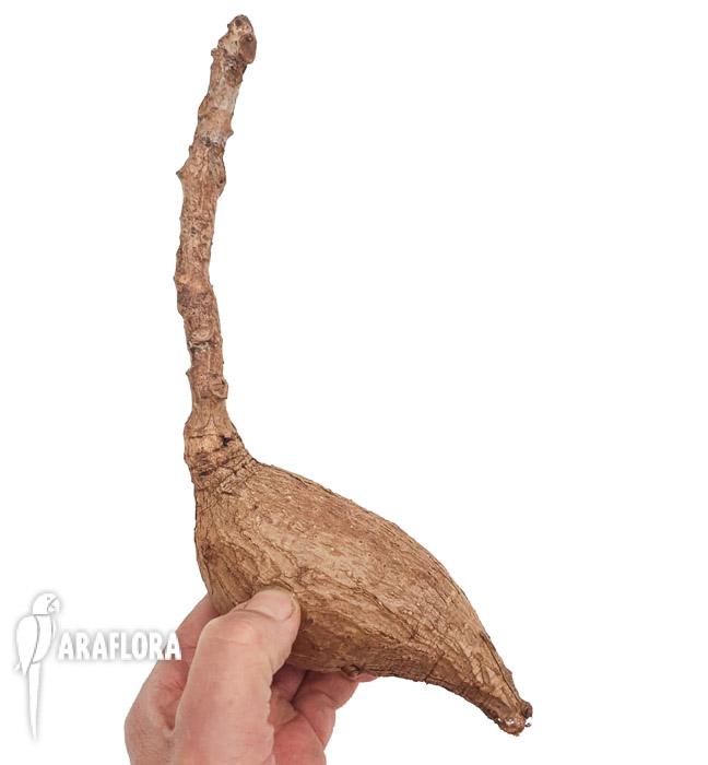 Phylanthus mirabilis ‘M’