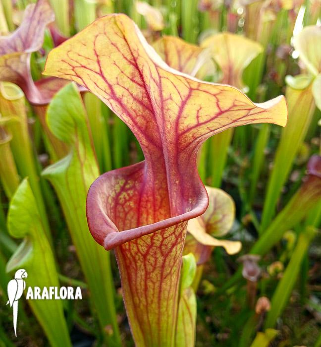 Sarracenia flava v. atropurpurea