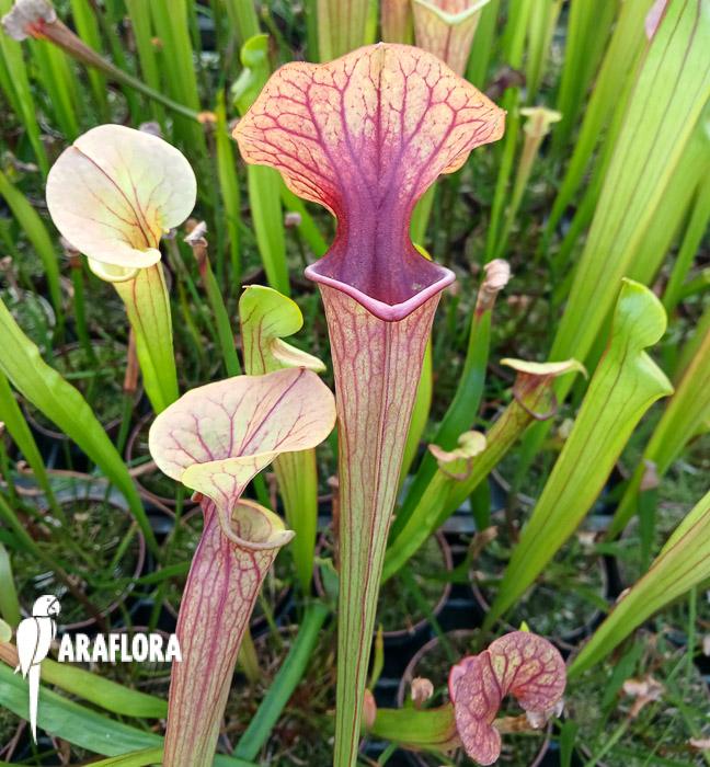 Sarracenia flava v. atropurpurea