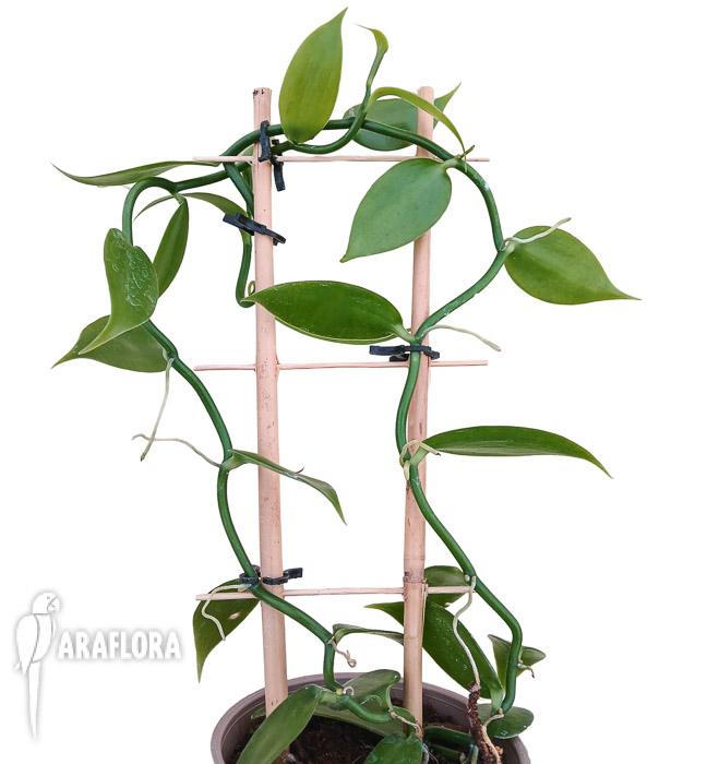 Vanilla planifolia ‘Vanilla orchid’ ‘XL’