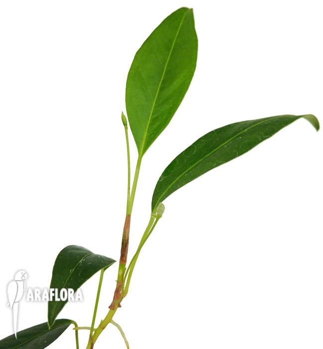 Anthurium pusilum