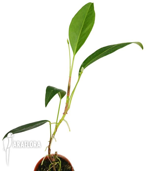 Anthurium pusilum