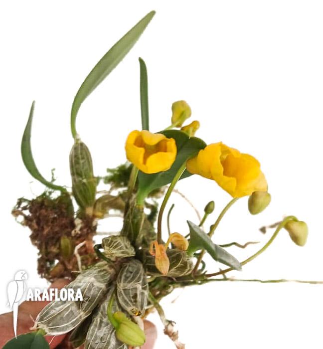 Dendrobium jenkinsii