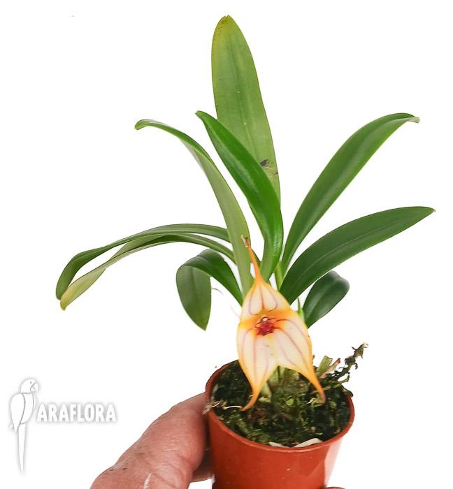 Masdevallia angel frost x murix