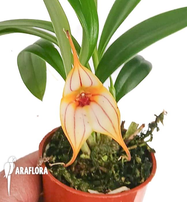 Masdevallia angel frost x murix