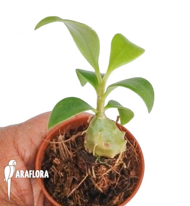 Myrmophytum papuanum