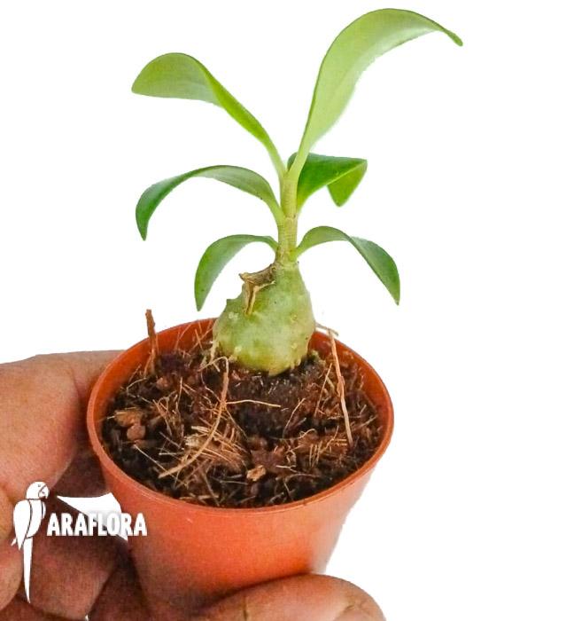 Myrmophytum papuanum