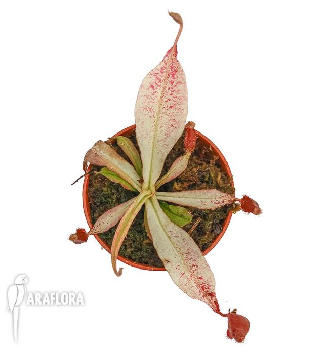 Nepenthes ampularia ‘White Miracle’ M