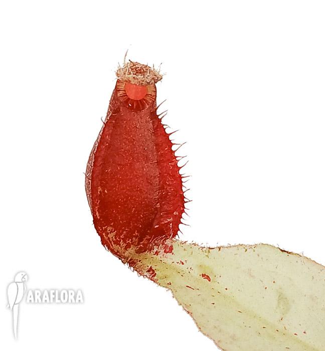 Nepenthes ampularia White Miracle’ ‘Starter’