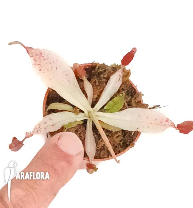 Nepenthes ampullaria ‘white miracle’ M