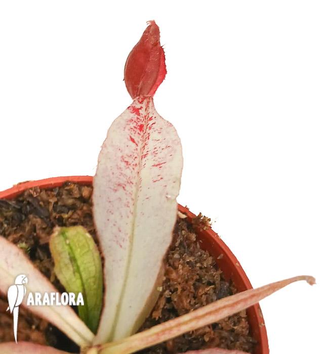 Nepenthes ampullaria ‘white miracle’ M