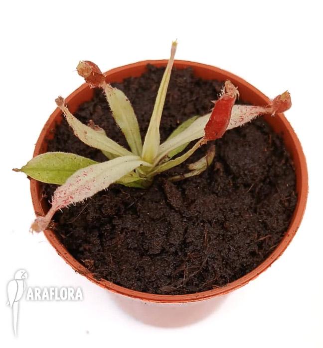 Nepenthes ampullaria ‘white miracle’ S