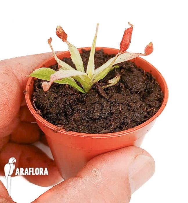 Nepenthes ampullaria ‘white miracle’ S