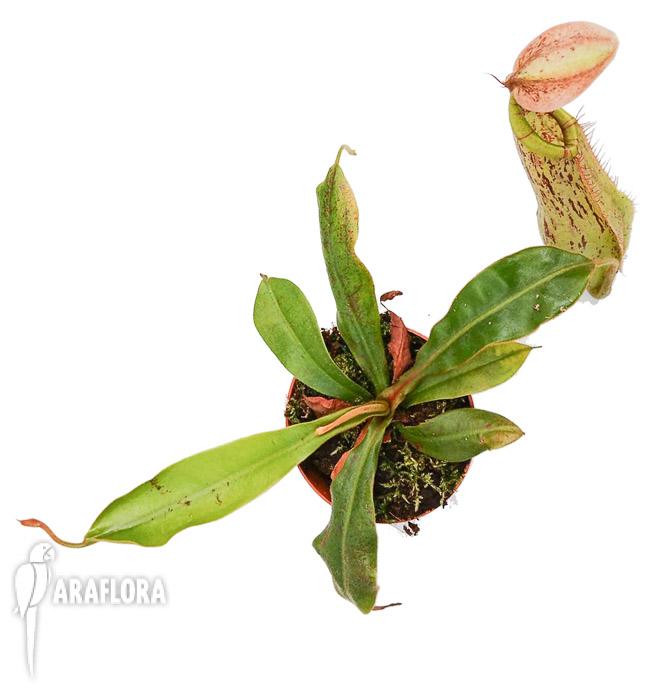 Nepenthes edwardsiana x burbidgeae