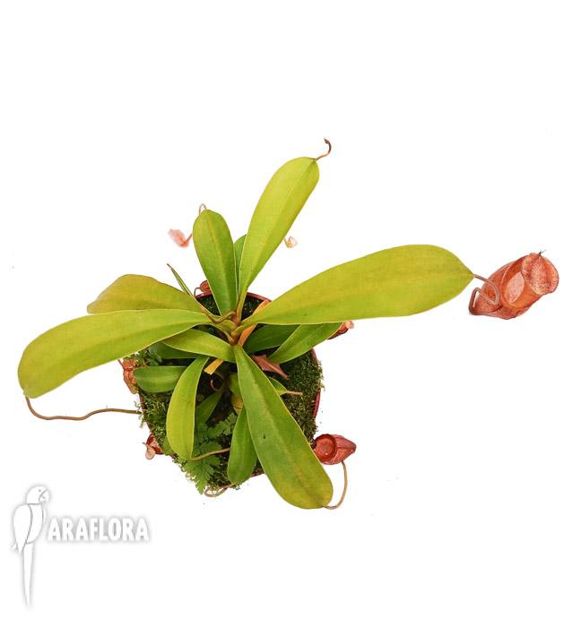 Nepenthes flava ‘L’