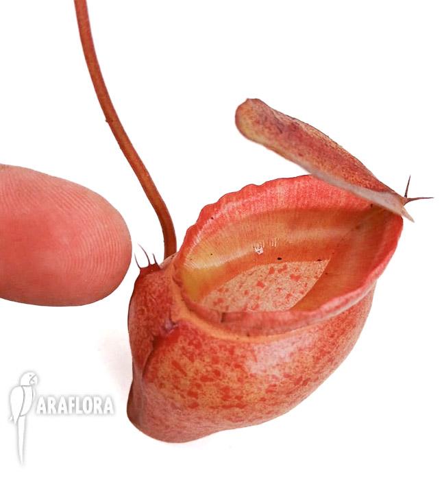 Nepenthes flava ‘L’