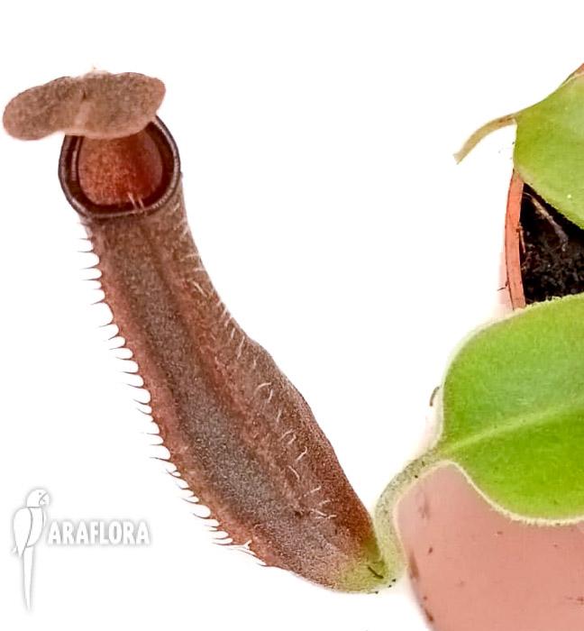 Nepenthes x midnight