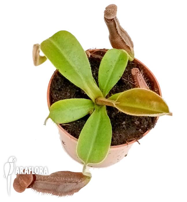 Nepenthes x midnight