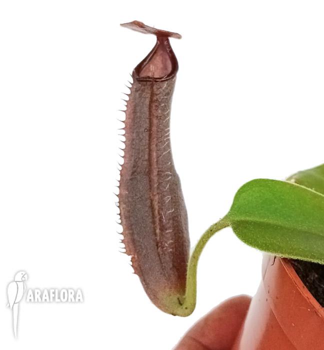 Nepenthes x midnight