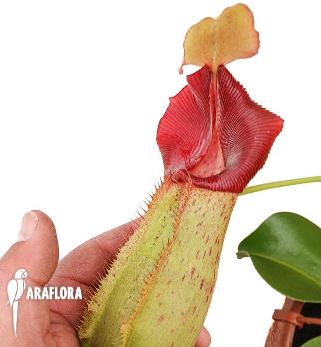 Nepenthes x veitchii hybrid New