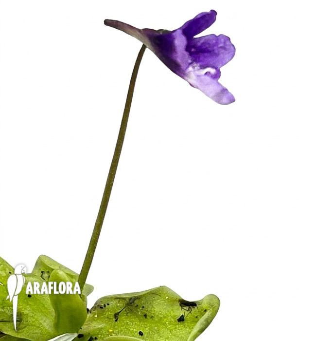 Pinguicula macroceras (japan)